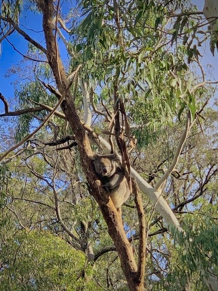 Koala!