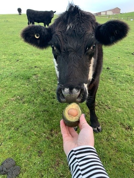 Cows!