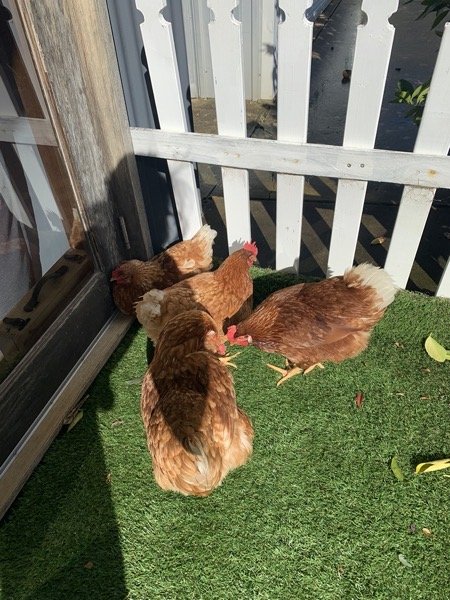 Chickens!