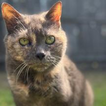 Today we made the absolutely heartbreaking decision to help my beautiful cat of 17 years cross the rainbow bridge. Slowing down gradually over the past 18 months, and after helping Chris and I make the move to Carindale, Izzy’s age and illness was too much and she no longer got enjoyment out of doing her favourite things. 

We spent our last hours together doing all the things Izzy loved the most: lying on the grass in the sun, sniffing shoes, drinking milk and eating mince and treats. Izzy and I have been through a lot together, with her following me between five homes: she has forever been a feature in my life, and will leave a hole that can’t be filled. Please, raise a glass of milk and drink with me to the life and memory of Izzy. Cheers 🥛