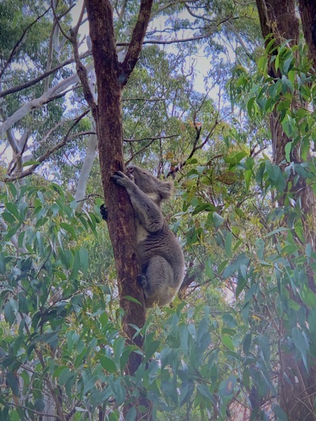 Another koala!
